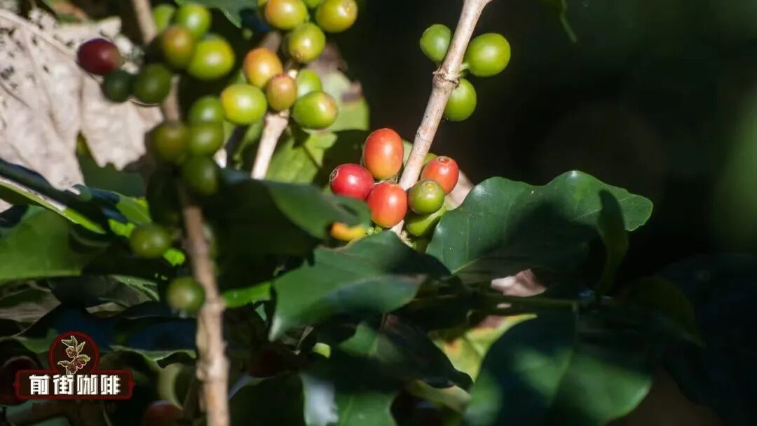 Essential for Coffee Beginners: From Processing Methods to Roast Levels, Learn How to Choose Your Favorite Flavor Beans