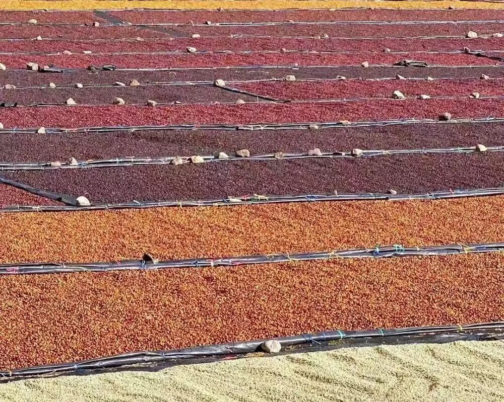 Essential for Coffee Beginners: From Processing Methods to Roast Levels, Learn How to Choose Your Favorite Flavor Beans