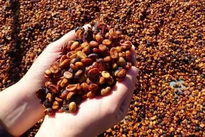 A Complete Guide to Honey Processed Coffee: Unveiling the Differences Between White Honey, Red Honey, and Black Honey & the Processing Steps