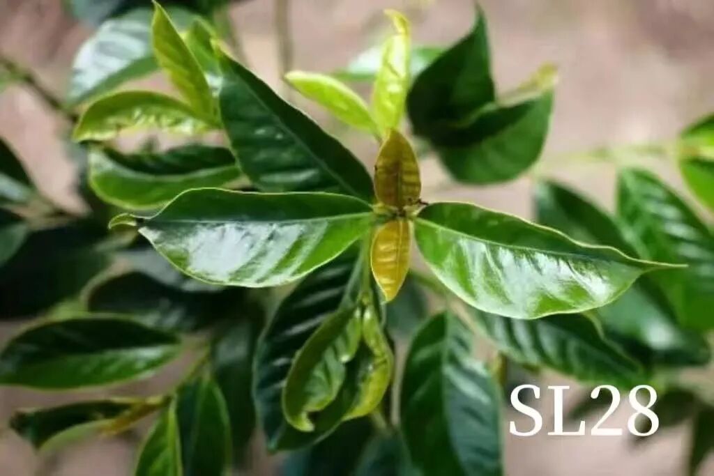 Flavor Profile of Kenyan AA Coffee Beans: Characteristics of SL28 and SL34 Varieties and Brewing Recommendations
