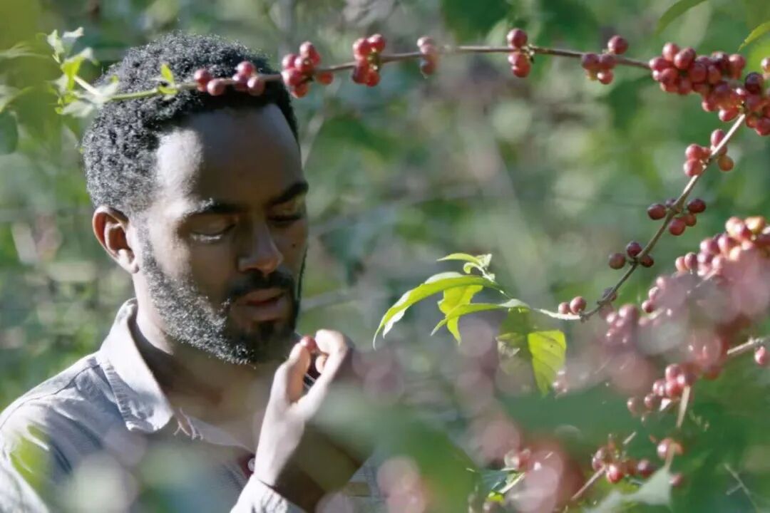 Analysis of Ethiopia's Simon Special Processing Method | How Bag Fermentation Affects Coffee Flavor?