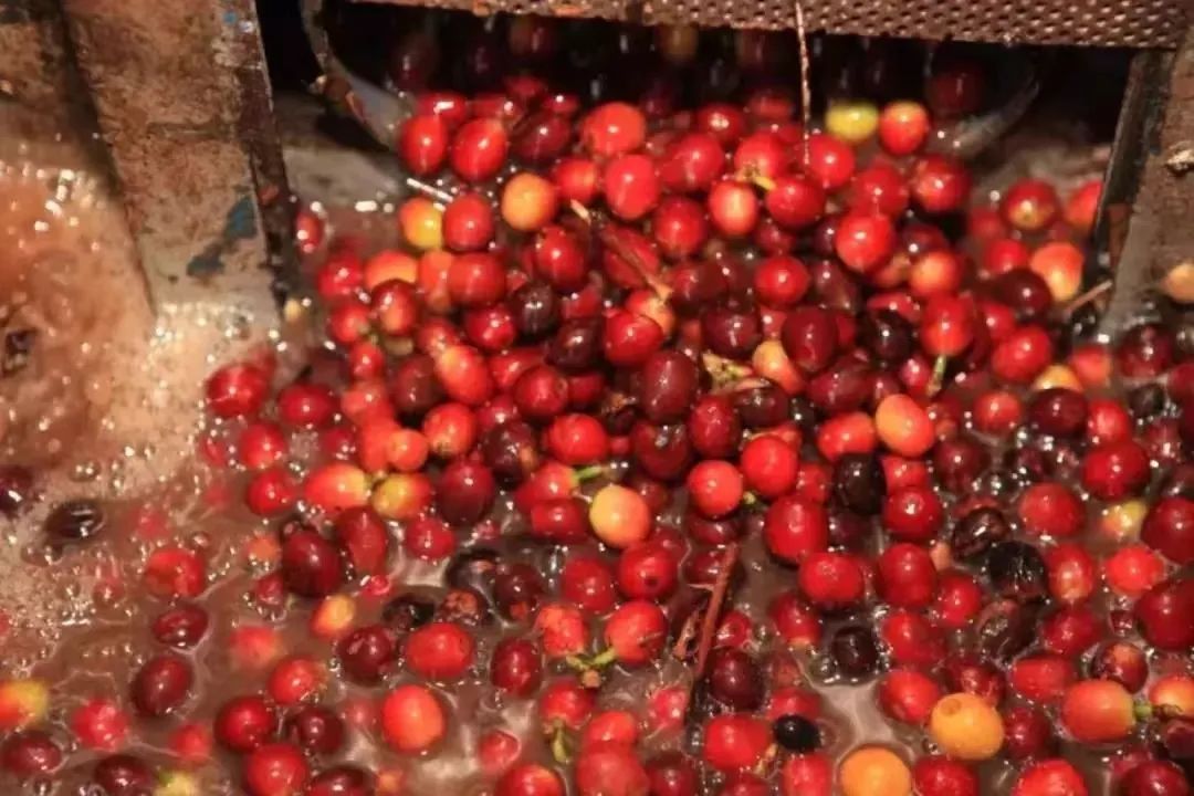 What’s the difference between specialty coffee and commercial coffee? SCA cupping scores and flavor analysis