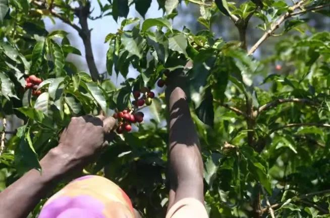 Pour Over Brewing Guide for Kenyan Coffee Beans: Mastering the Balance of Acidity and Sweetness with Complete Parameters for the K72 Washed Process