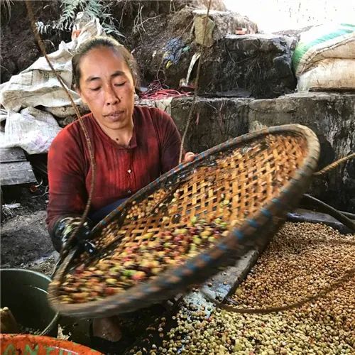 How to brew Indonesian Mandheling coffee beans? PWN Golden Mandheling Pour Over Parameters and Flavor Profile