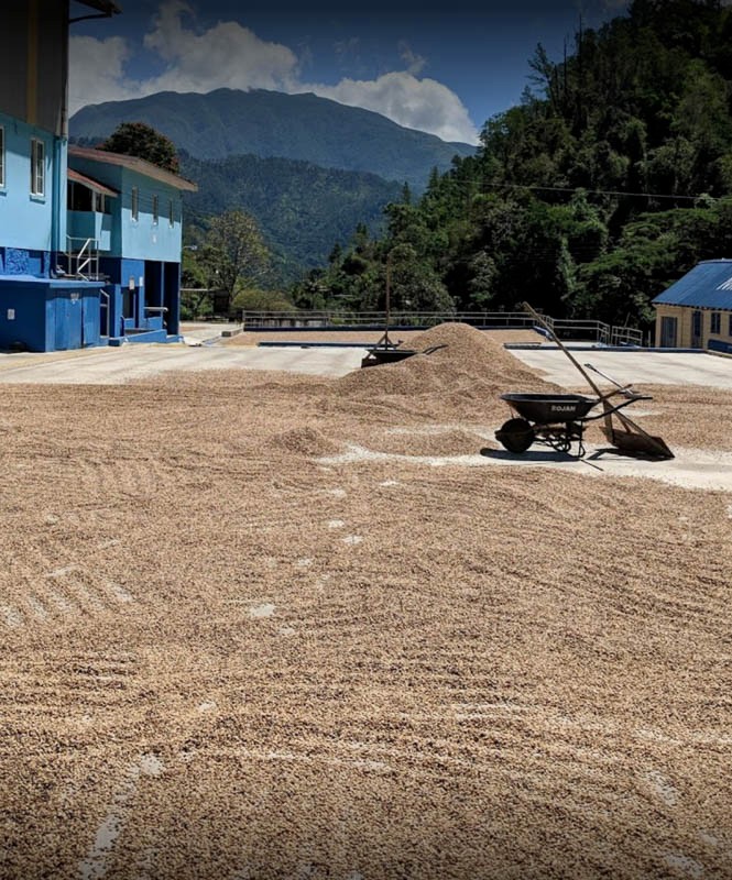 A Comprehensive Guide to Jamaican Blue Mountain Coffee Bean Grading | Flavors and Terroir of Blue Mountain No. 1