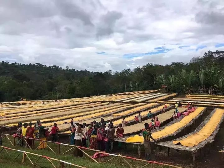 A Complete Guide to Yirgacheffe Coffee Beans: An Introduction to Ethiopian Washed Flavors and Regional Characteristics