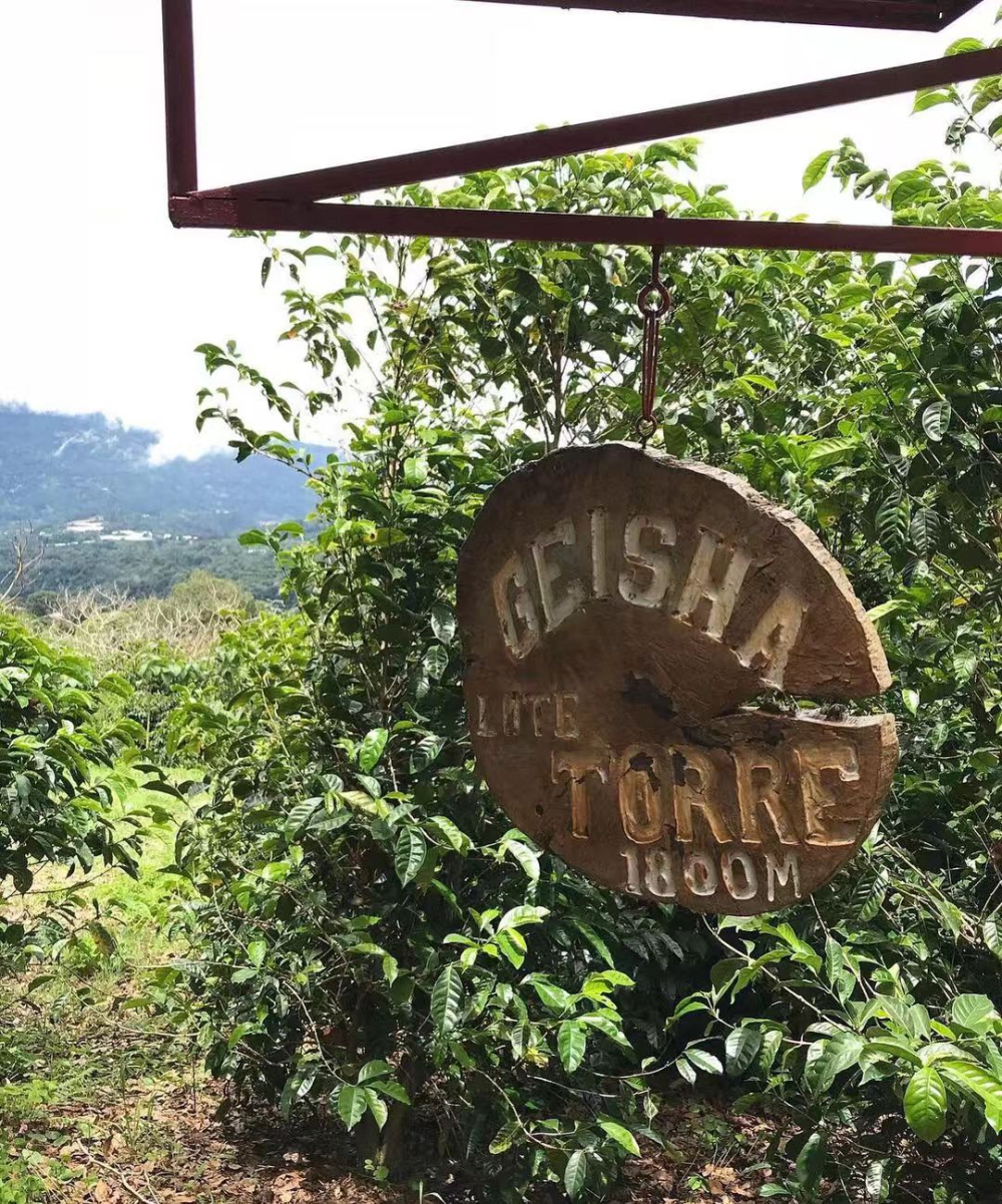 Ethiopian Huacai Coffee Beans Flavor Analysis | How Is It Different from Geisha? Sun-Dried Processing Characteristics and Brewing Suggestions