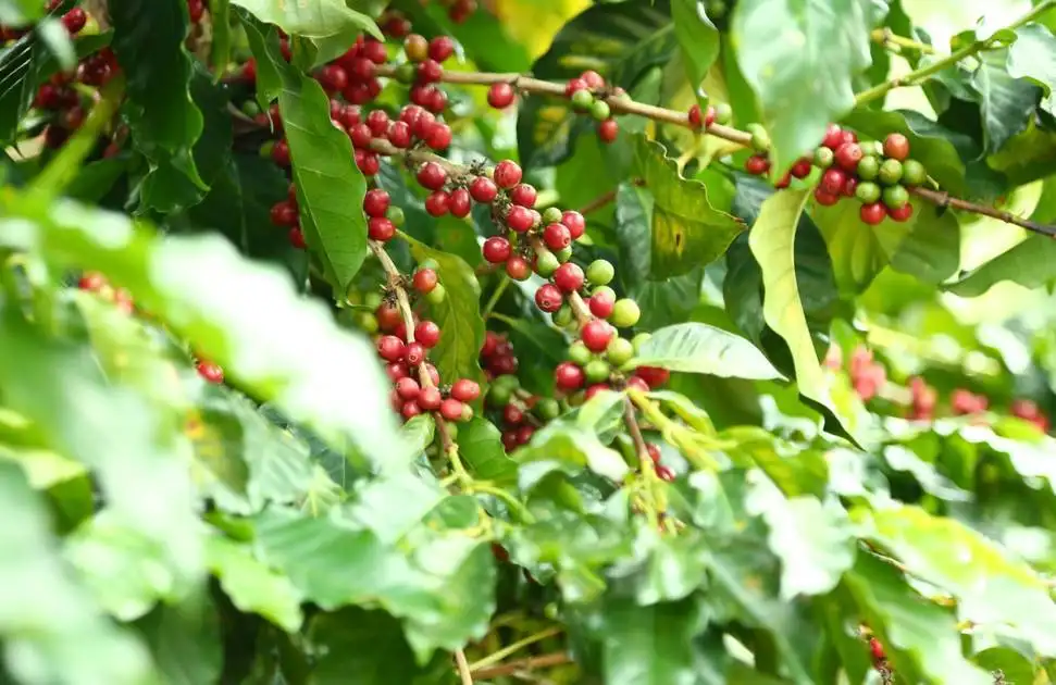 Arabica Coffee Beans Recommendation | Single-Origin Bean Selection Guide & Pour Over Brewing Parameters