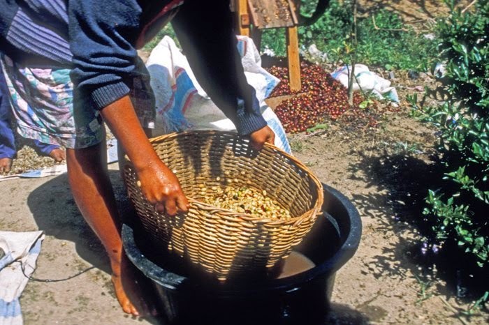 A Complete Guide to Indonesian Sumatra Mandheling Coffee Varieties | Flavor Profile & Brewing Tips for Golden Mandheling
