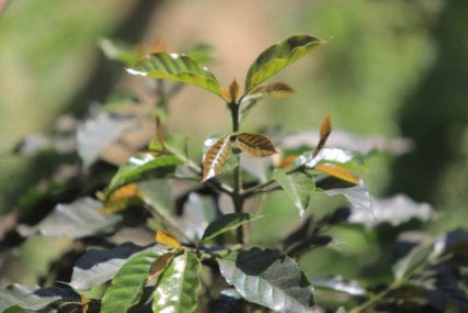 A Complete Guide to Indonesian Sumatra Mandheling Coffee Varieties | Flavor Profile & Brewing Tips for Golden Mandheling