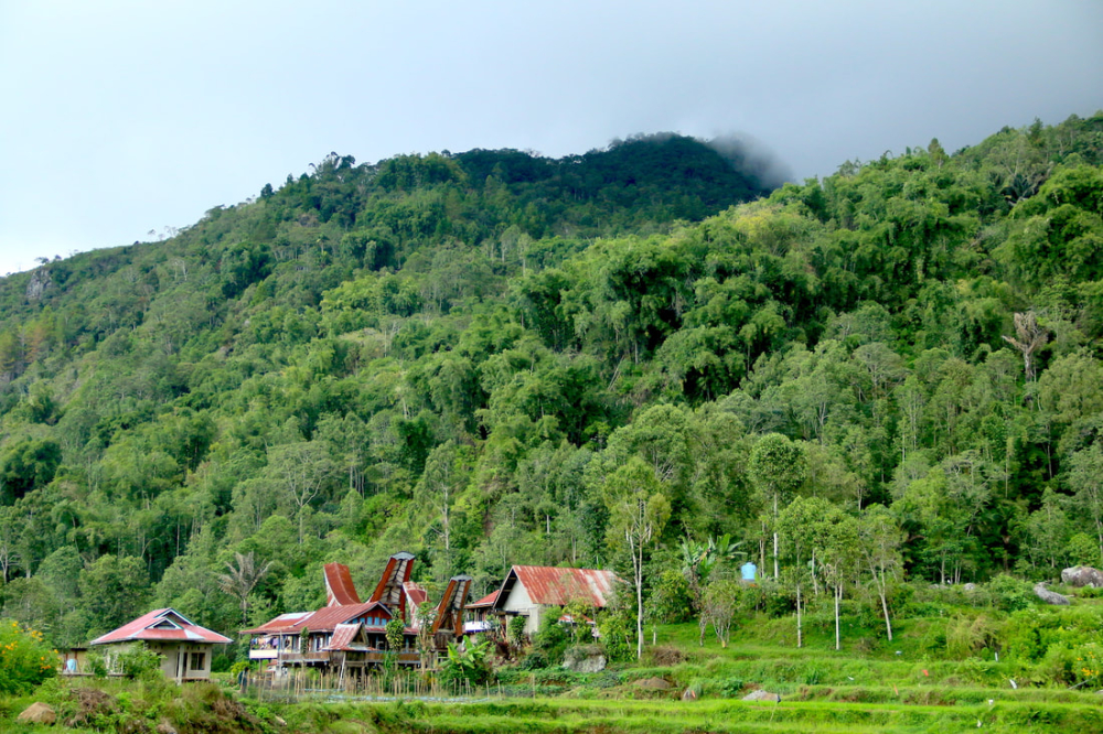 A Complete Guide to Indonesian Mandheling Coffee: Origin, Varieties, Processing Methods, and Pour Over Parameters