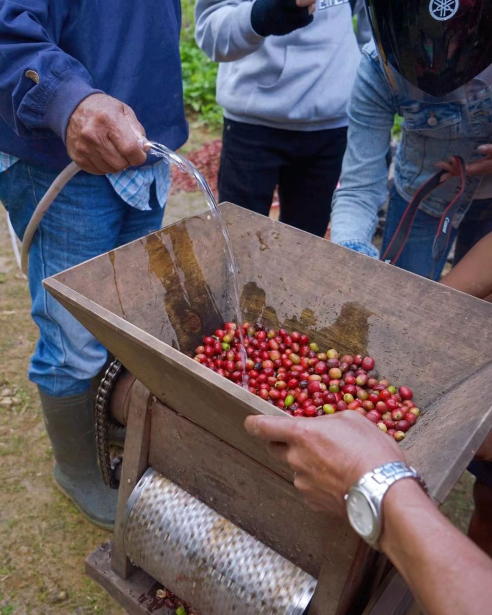 A Complete Guide to Indonesian Mandheling Coffee: Origin, Varieties, Processing Methods, and Pour Over Parameters