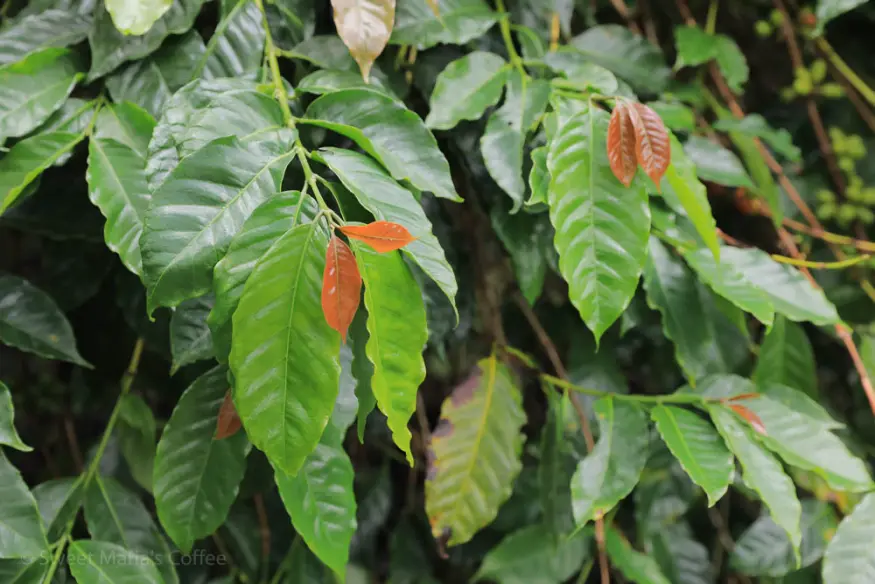 Analysis of Indonesia’s Three Major Coffee Regions | What Type of Coffee is Mandheling? Deep Roast Bean Recommendations and Flavor Profiles