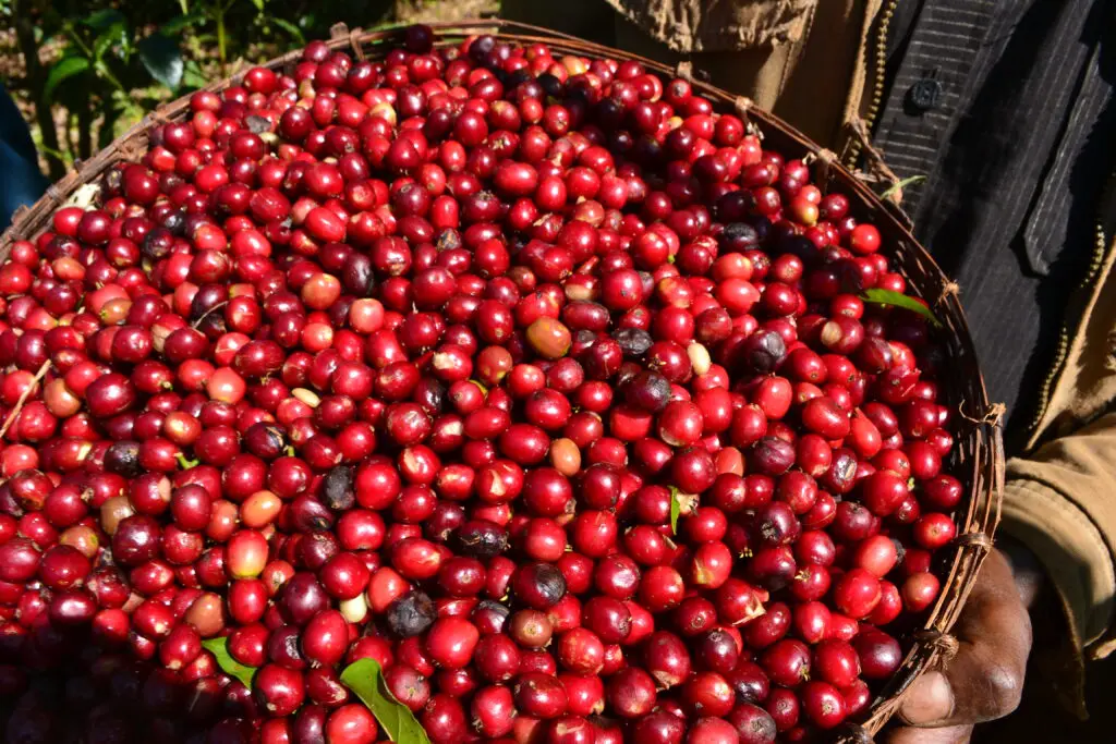 How to brew washed Yirgacheffe beans? A complete guide to Ethiopian coffee flavors and fruit Ding Ding pour over parameters