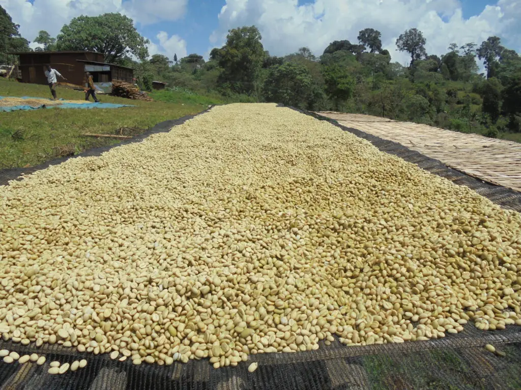 Analysis of the Differences Between Washed and Natural Yirgacheffe | A Complete Guide to Flavor, Roasting Parameters, and Pour Over Techniques
