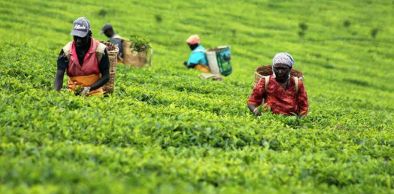How to Choose Kenyan AA Coffee? Pour Over Parameters and Flavor Analysis of Washed Process Beans