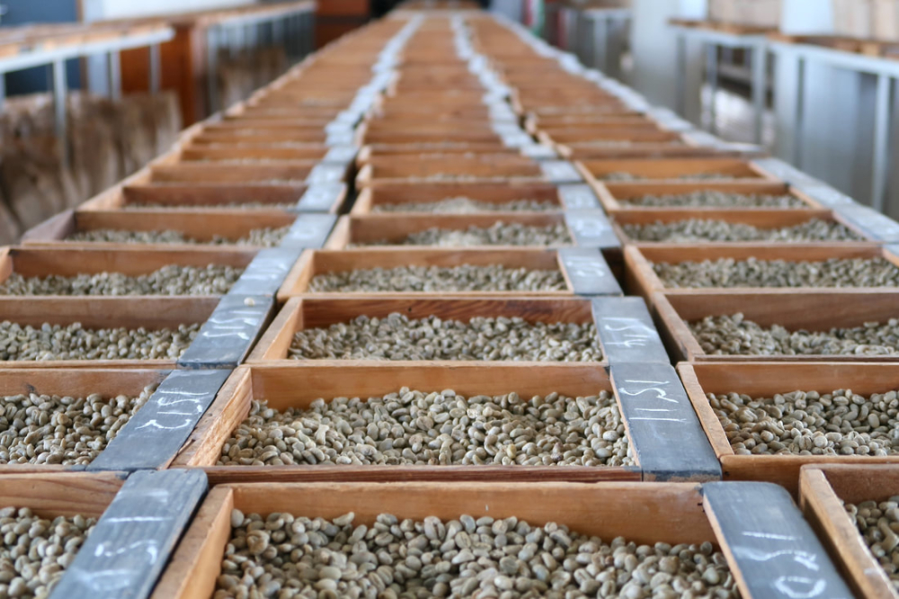 Kenyan Coffee Beans: AA and PB Grade Guide | Complete Analysis of Flavor Differences and Roasting Recommendations
