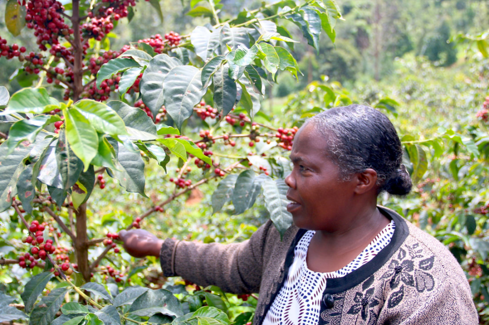 Kenyan Coffee Beans: AA and PB Grade Guide | Complete Analysis of Flavor Differences and Roasting Recommendations