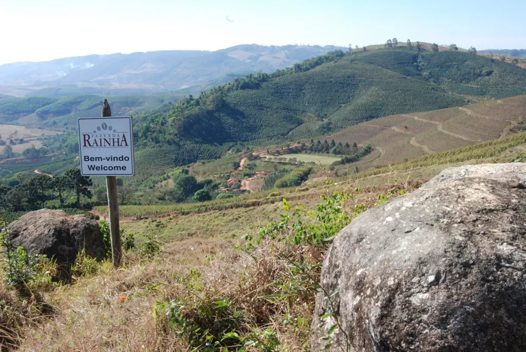 Brazilian Cerrado Meio Solado Bourbon Coffee Beans: A Complete Guide to Regional Flavor & Pour Over Brewing