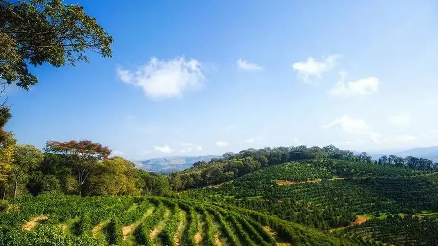 Brazilian Cerrado Meio Solado Bourbon Coffee Beans: A Complete Guide to Regional Flavor & Pour Over Brewing