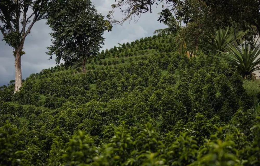 How to Brew Colombian Huila Washed Beans? A Complete Guide to Flavor Profile and Pour Over Parameters