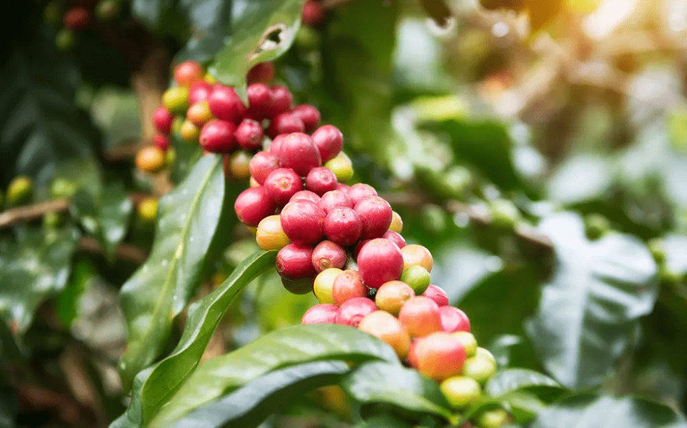 How to Brew Colombian Huila Washed Beans? A Complete Guide to Flavor Profile and Pour Over Parameters