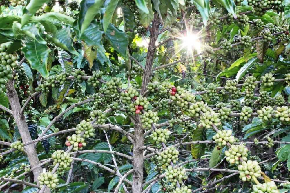 How to Brew Colombian Huila Washed Beans? A Complete Guide to Flavor Profile and Pour Over Parameters