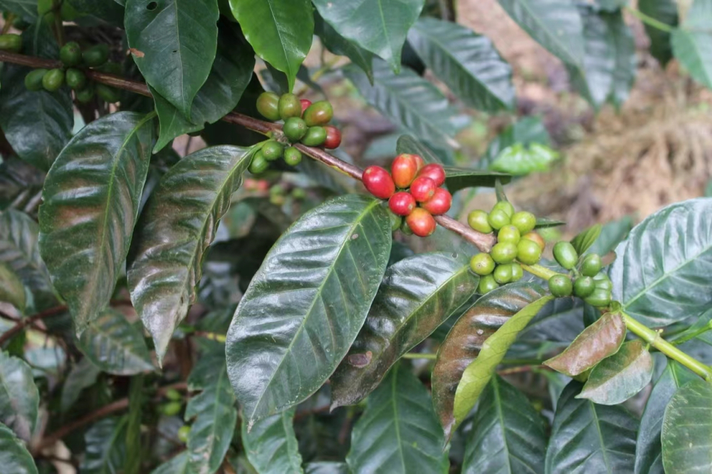 Top 10 Specialty Coffee Beans Recommended: A Flavor Guide from Jamaican Blue Mountain to Colombian Anaerobic Processing
