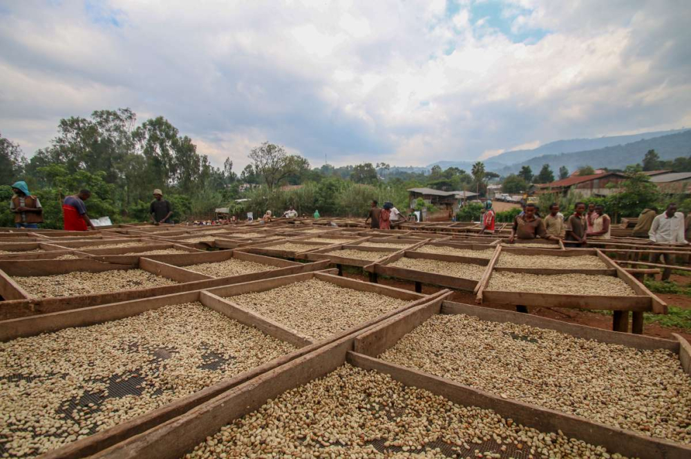 Analysis of the Best Roast Level for Yirgacheffe | Flavor Differences Across Light, Medium, and Dark Roasts & Pour Over Recommendations