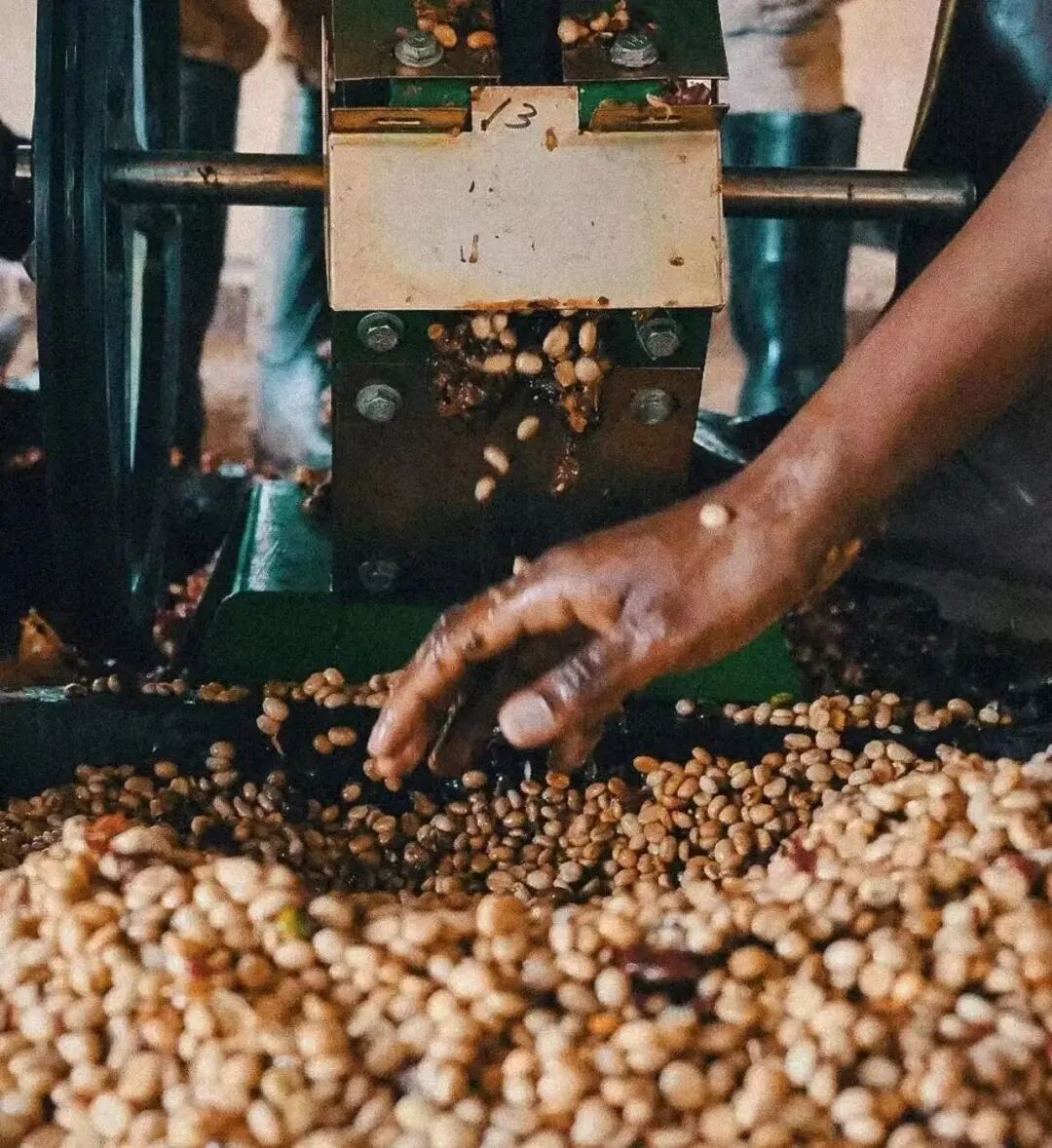 Sun-Dried vs Washed Coffee Processing Methods | Flavor Differences and Full Processing Workflow Analysis