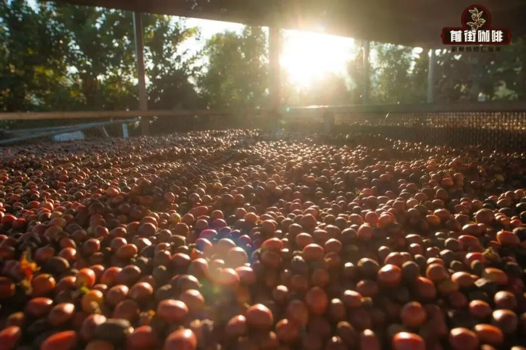 Sun-Dried vs Washed Coffee Processing Methods | Flavor Differences and Full Processing Workflow Analysis