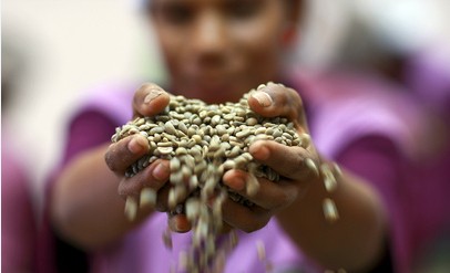How to Store Green Coffee Beans? A Complete Guide to Packaging, Humidity, Temperature, and Shelf Life