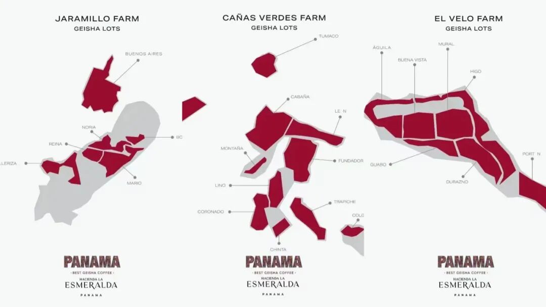 Analysis of Finca El Velo Geisha Grades | What’s the Difference Between Red and Green Labels? Why is Panamanian Geisha So Expensive?