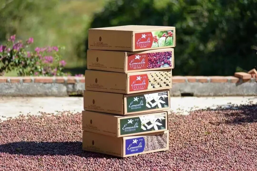 Analysis of Finca El Velo Geisha Grades | What’s the Difference Between Red and Green Labels? Why is Panamanian Geisha So Expensive?