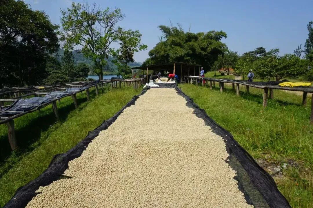Flavor Profile of Rwandan Red Bourbon Coffee | Washed Processing by Nanshike & Pour Over Brewing Recommendations