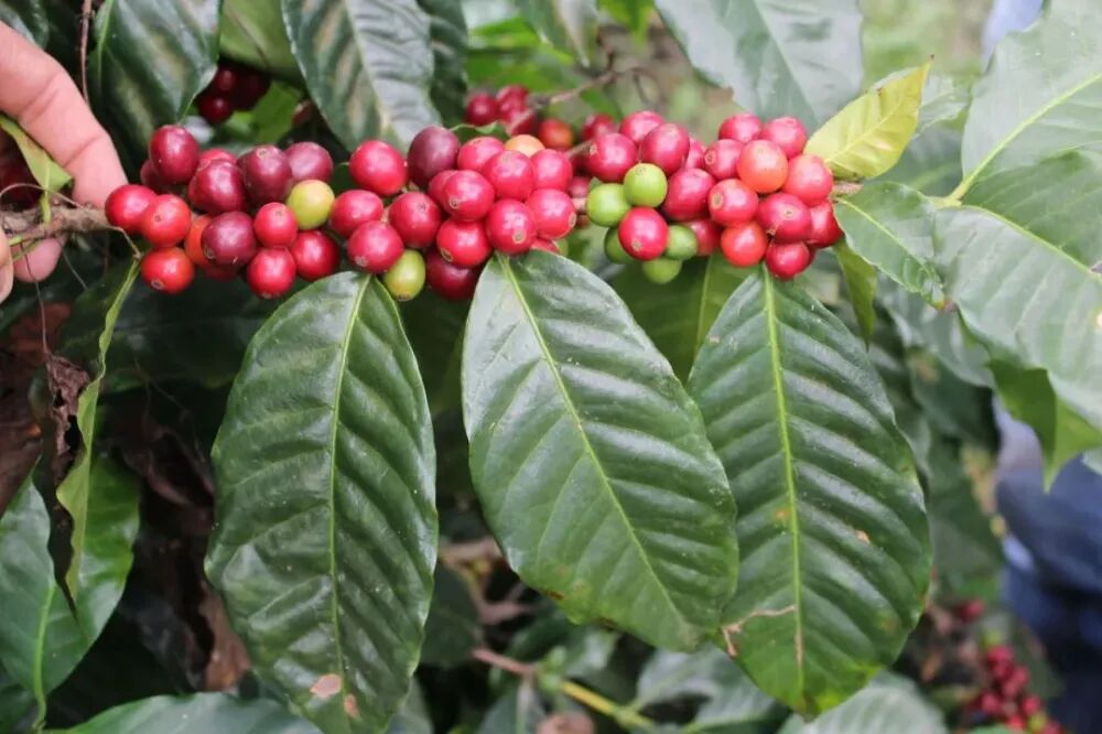 Flavor Profile and Pour Over Brewing Guide for Panama Finca Esmeralda Diamond Mountain Catuai