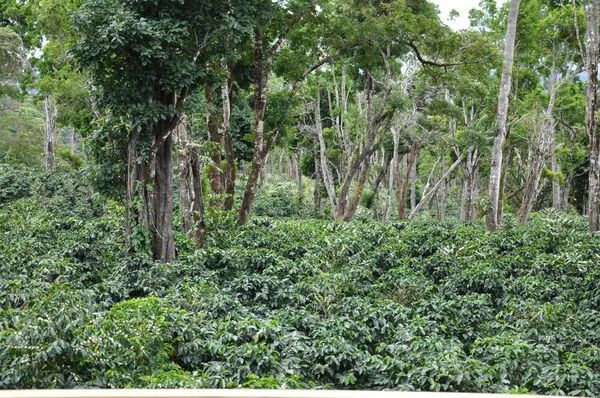 Flavor Profile and Pour Over Brewing Guide for Panama Finca Esmeralda Diamond Mountain Catuai