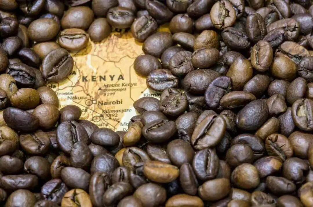 Recommended Kenyan Medium-Light Roast Coffee Beans | Pour Over Brewing Parameters and Acidity Flavor Analysis