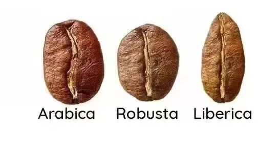 Robusta vs Arabica｜Why Specialty Coffee Rarely Uses Robusta? A Breakdown of Flavors and Pros & Cons