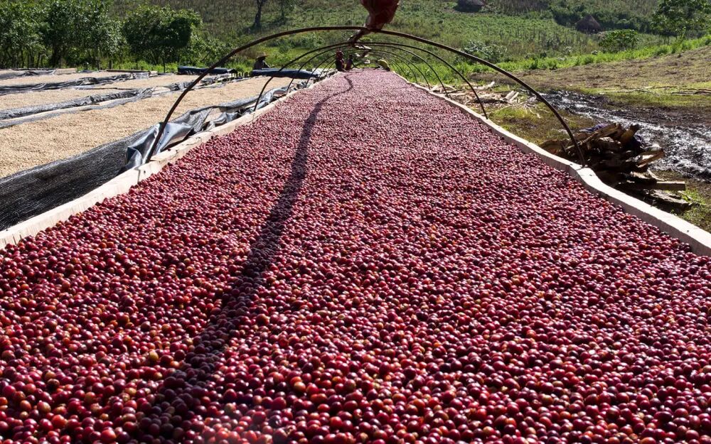 What’s the difference between Panamanian and Ethiopian Geisha? Analyzing the flavor distinctions of Gorilla Geisha, 1931, and Green Label Jade