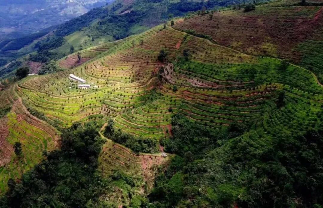 Introduction to Yunnan Coffee Origins | A Comprehensive Analysis of Arabica Growing Conditions and Variety Characteristics
