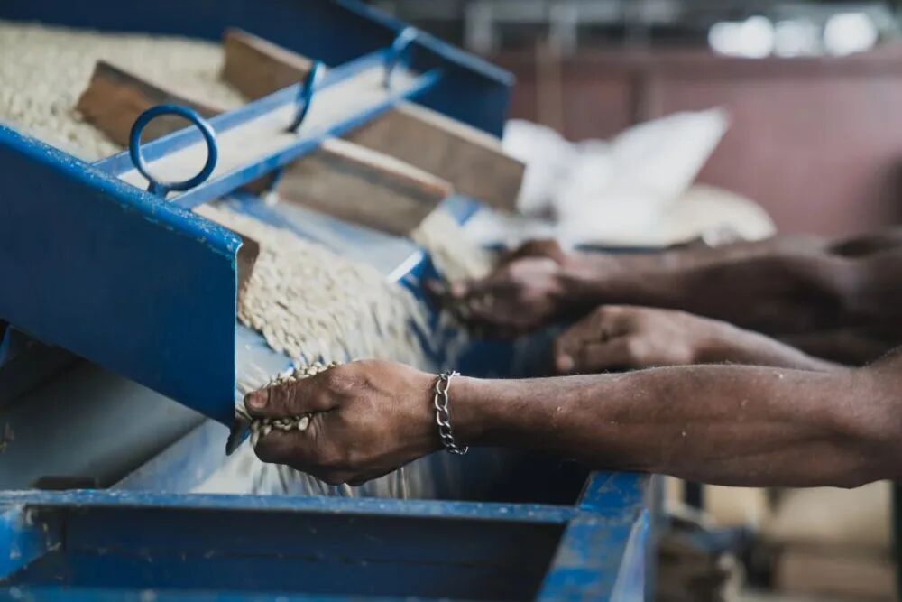 The Complete Guide to PNG Coffee Grading | Flavor & Region Analysis of Sigri Paradise Bird Washed Beans from Papua New Guinea