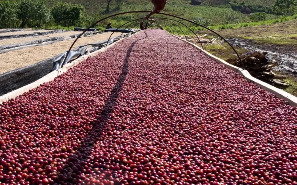 Ethiopian Yirgacheffe Natural Guji Hambella Huikaui | Regional Characteristics & Brewing Guide