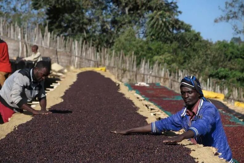 Ethiopian Yirgacheffe Natural Guji Hambella Huikaui | Regional Characteristics & Brewing Guide