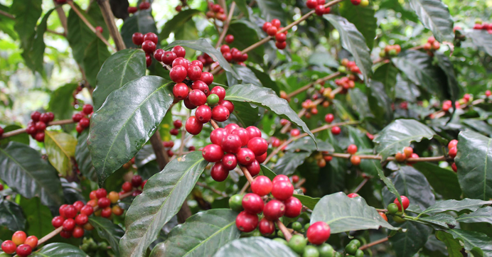 How to choose an Italian-style blend? A complete guide to bean blending ratios and roasting techniques