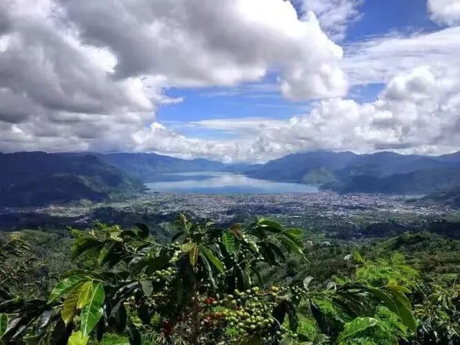 Analysis of Indonesian Mandheling Coffee Flavor | The Wet-Hulling Process and Herbal Aroma Origins