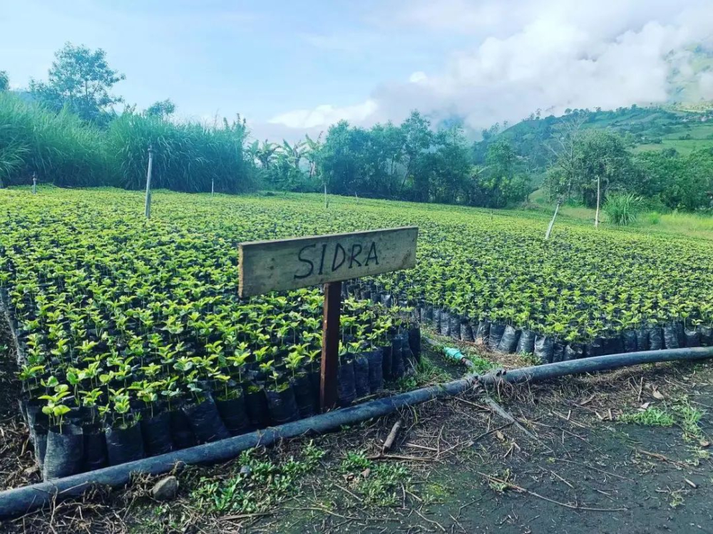 Colombian Anaerobic Natural Sidra Coffee Beans | Full Analysis of Flavor Profile and Brewing Parameters
