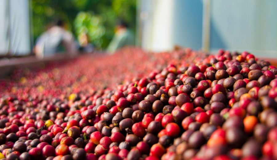 Panama Finca Geisha vs Ethiopia Gesha Village: Understanding the Grade Differences and Flavor Profiles of Red Label Geisha