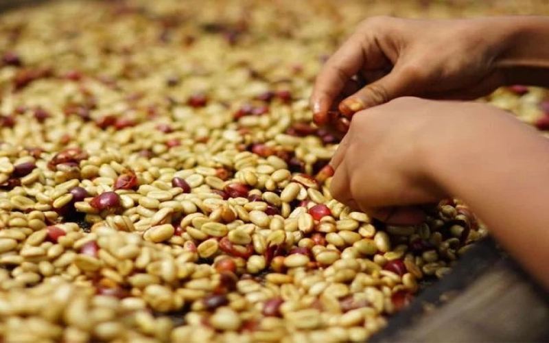 Complete Guide to Coffee Bean Fermentation Processing: Flavor Analysis and Key Techniques of Natural, Washed, and Honey Processes