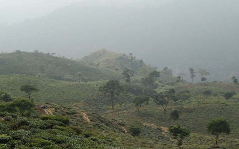 Analysis of Darjeeling Black Tea Varieties and Origins: The Three Major Camellia Species and Flavor Keys